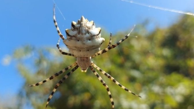 Malatya'da dünyanın en zehirli örümceklerinden "argiope lobata" cinsi bir örümcek bulunmuş. Görseydiniz korkar mıydınız?