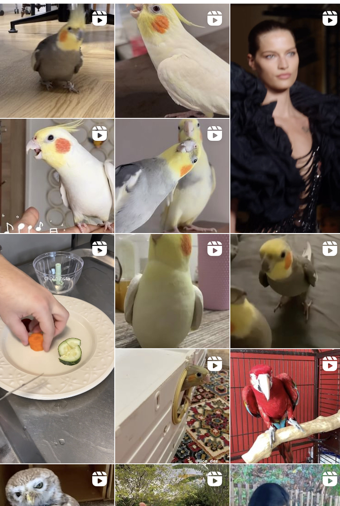 🐥🐣