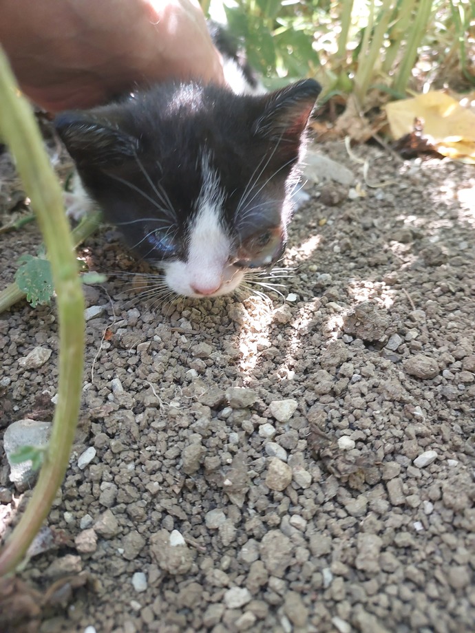 Gözü şiş ve iltihaplı bir yavru kedi buldum, ne yapılabilir?
