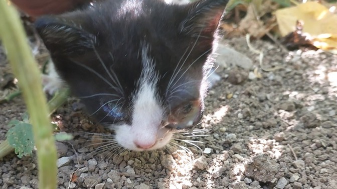 Gözü şiş ve iltihaplı bir yavru kedi buldum, ne yapılabilir?