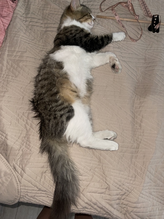 Sokakta bir kedi buldum eve getirdim, bunun cinsi ne😁?