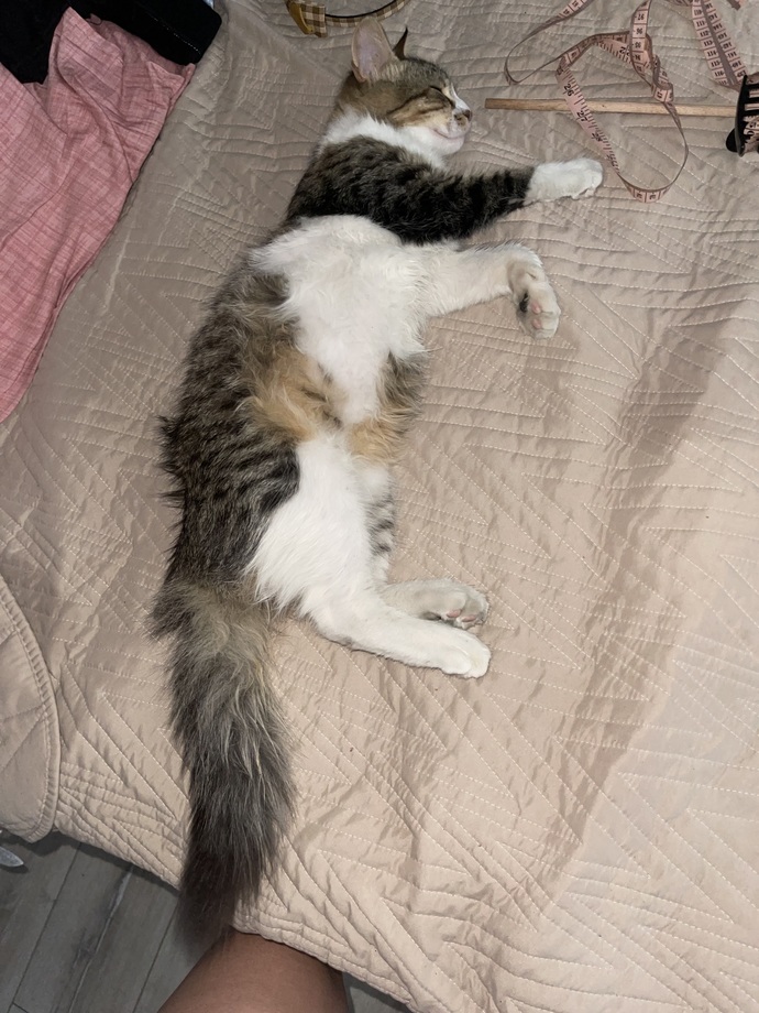 Sokakta bir kedi buldum eve getirdim, bunun cinsi ne😁?