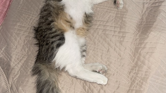 Sokakta bir kedi buldum eve getirdim, bunun cinsi ne😁?