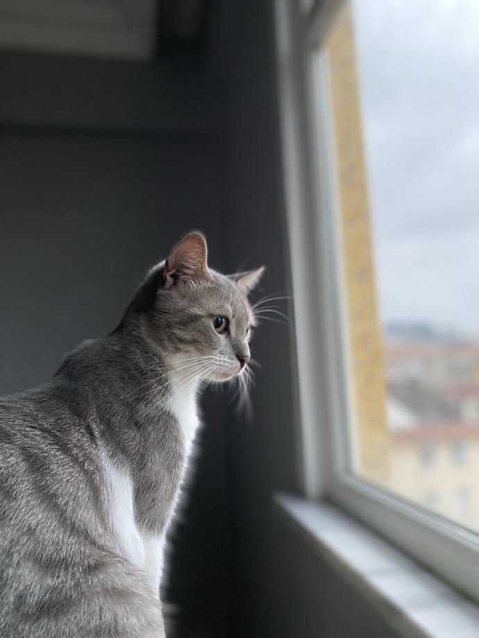 Kedim tekir ve rengi bu şekilde. Bu renk tekir kedi çok az, fark ettiniz mi?
