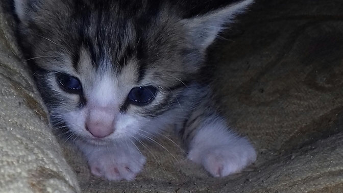 Sonunda kedim yavrusunu ortaya çıkarttı. Sizce ne isim koymalıyım bu Şirineye 😍?