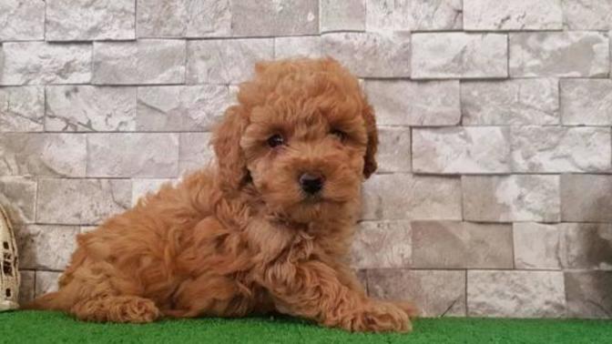Köpek sahiplendim, ismi ne olsun?
