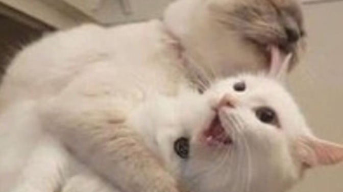 Sevgilisiyle tartışıp haklı çıkan erkek kaldı mı?