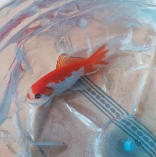 Japon balığım sizce çok tatlı değil mi🐟?