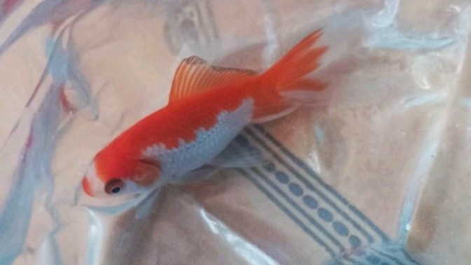Japon balığım sizce çok tatlı değil mi🐟?
