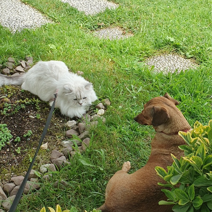Kedi mi, ben mi?