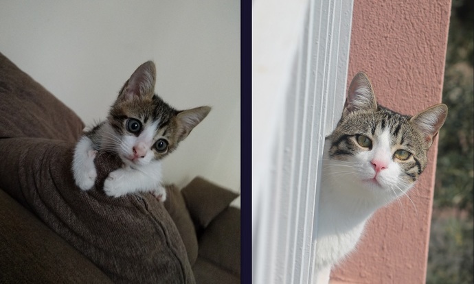 Çok güzel bir kedi sahiplendim ama bir türlü isim bulamadım, sizce ismi ne olsun?