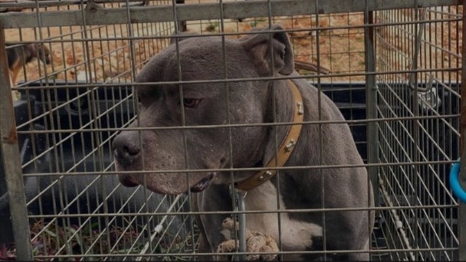 Neden hep Pitbull saldırıyor?