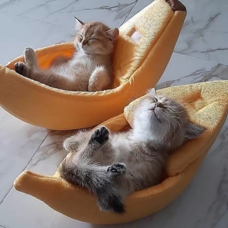 Kafa tatili yapmak mı daha güzel yoksa aşk tatili yapmak mı?