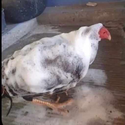 Hayvanları gerçekten çok seviyorum yaptigim yanlis mi?