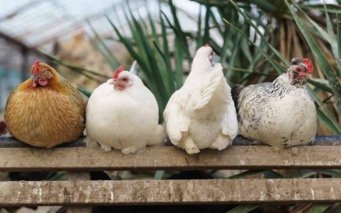 Yapay zeka tavuk seslerini tercüme edebilecekmiş. Siz hangi hayvanla konuşmak isterdiniz?