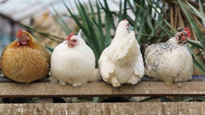 Yapay zeka tavuk seslerini tercüme edebilecekmiş. Siz hangi hayvanla konuşmak isterdiniz?