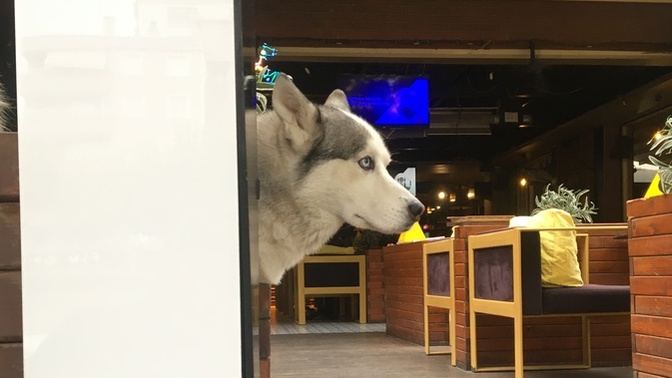 Hayvanları sevmeyenler adam olur mu?