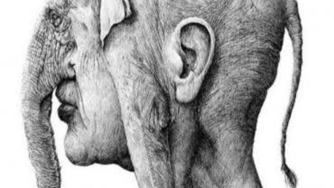 Hafızanız fil mi yoksa balık mı 🐘🐠?