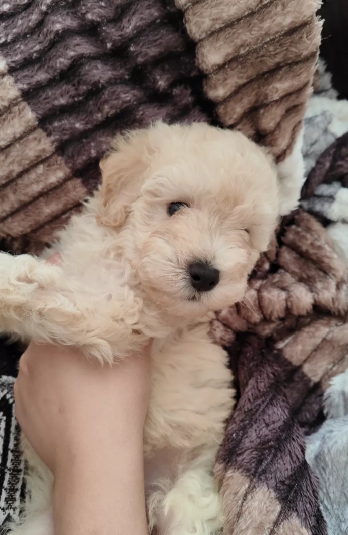 Evcil hayvanınız var mı? Sizce bu köpek (poodle) nasıl?
