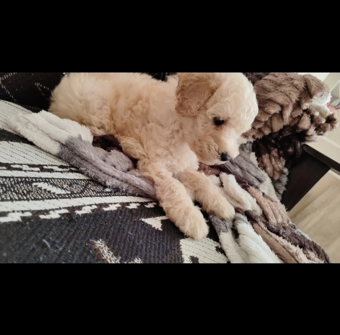 Evcil hayvanınız var mı? Sizce bu köpek (poodle) nasıl?