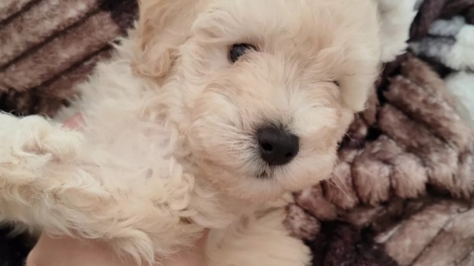 Evcil hayvanınız var mı? Sizce bu köpek (poodle) nasıl?