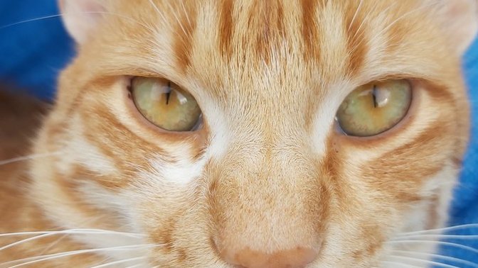 Bu kediye isim bulmam lazım erkek kedi, ismi ne olsun?