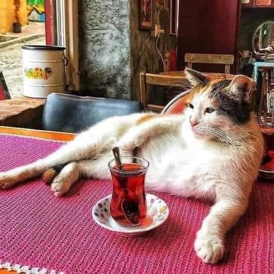 Çay saatinde ne seversiniz? Çayın yanına en çok yakıştırdığınız atıştırmalık?