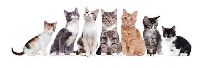 😍😻