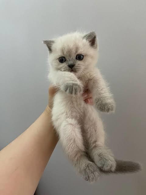 Tekir mi yoksa cins kedi mi seversin?