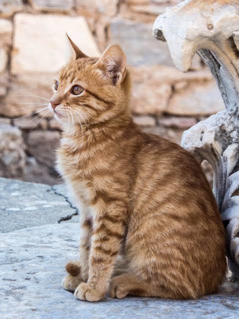 Tekir mi yoksa cins kedi mi seversin?