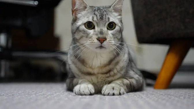 Tekir mi yoksa cins kedi mi seversin?
