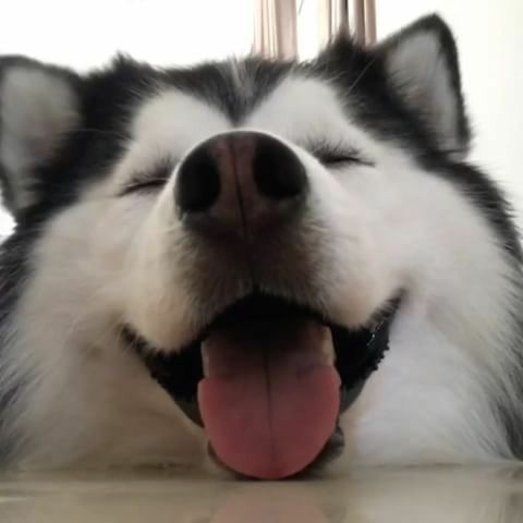 Kedi insanı mısınız yoksa köpek insanı mı?