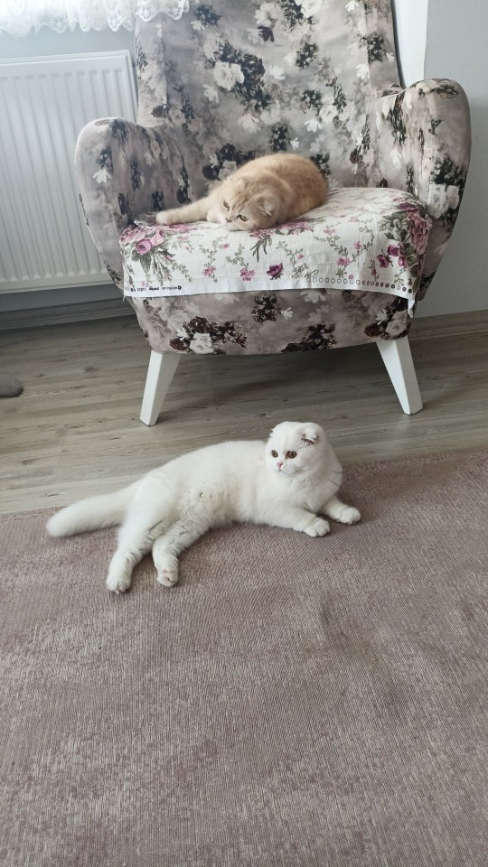 Kedi insanı mısınız yoksa köpek insanı mı?
