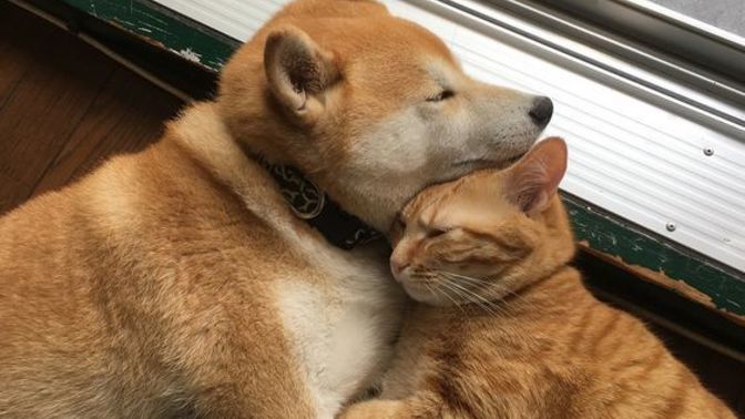Kedi insanı mısınız yoksa köpek insanı mı?