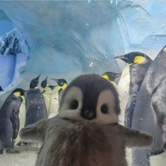 minnak penguen