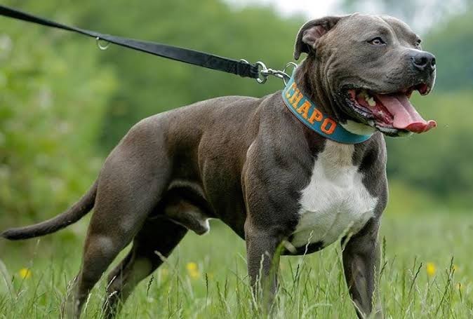 Pitbull sahiplenmek isteyen bir insana bakış açınız nedir?