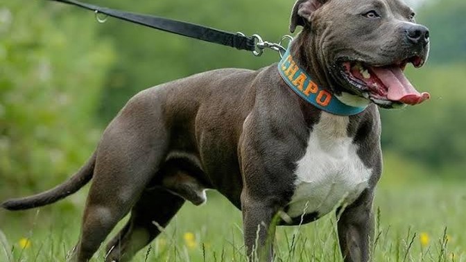 Pitbull sahiplenmek isteyen bir insana bakış açınız nedir?
