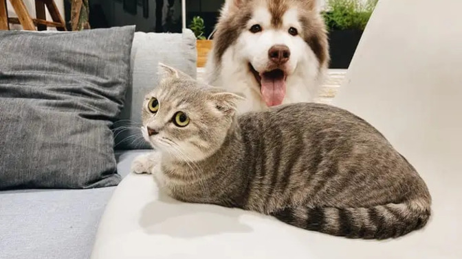 Kedi mi yoksa köpek mi?