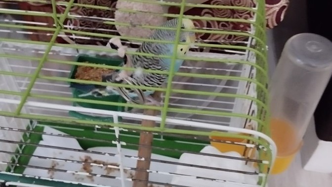 Muhabbet kuşu ayağı neden soğuk?