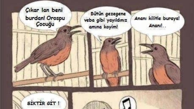 Evde kuş beslenir mi, pet olabilirler mi yoksa onlar bizim esirimiz mi?