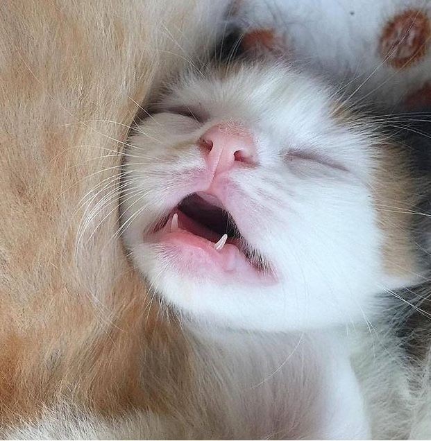 Uyumak senin için ne ifade ediyor?