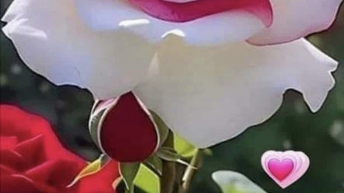 Bu gece uyumadan iyi geceler mesajı aldınız mı?