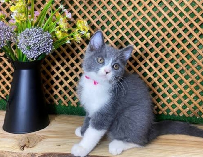 Şöyle bir kedi için 😸