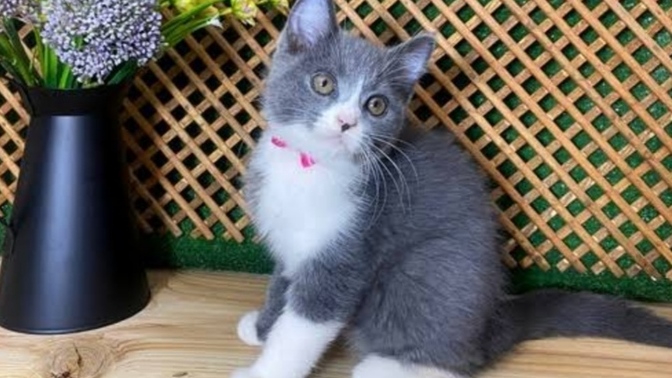 British kedi için hangi isim koyulmalı?