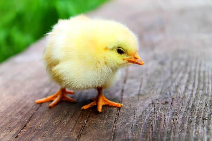 Geç yenen kahvaltı öğle yemeği midir?