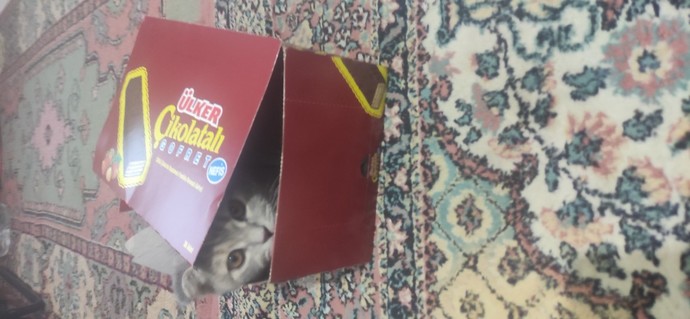 Kedileri sever misiniz?