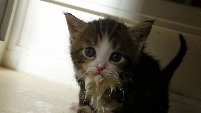 Yemeği hızlı mı yersiniz, yavaş mı?