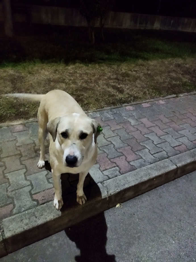 Bu köpek cins mi?