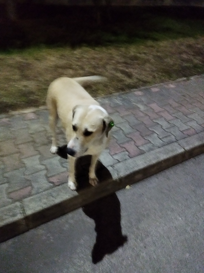 Bu köpek cins mi?