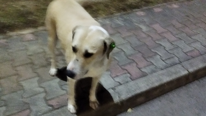 Bu köpek cins mi?